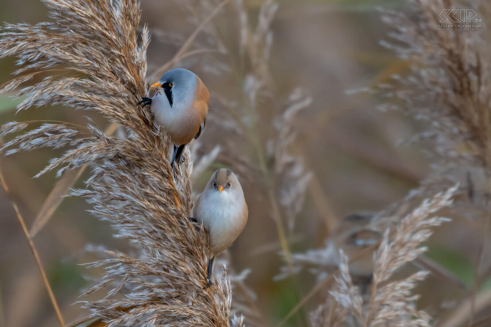 Bearded readling The bearded reedling can only be found in reed fields, they are quite social and are usually seen in groups of up to several dozen birds. The adult male has characteristic black 'moustache'. Stefan Cruysberghs